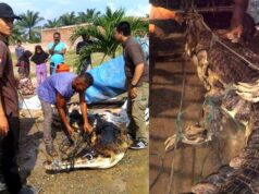 Buaya Pemangsa Bocah di Rohul Dievakuasi ke Pekanbaru Buaya Pemangsa Bocah di Rohul Dievakuasi ke Pekanbaru