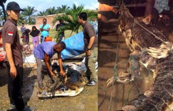 Buaya Pemangsa Bocah di Rohul Dievakuasi ke Pekanbaru Buaya Pemangsa Bocah di Rohul Dievakuasi ke Pekanbaru