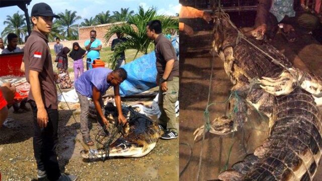 Buaya Pemangsa Bocah di Rohul Dievakuasi ke Pekanbaru