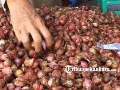 Kini Harga Daging Ayam Kampung Melejit, Rp 52.500 per Kilogram Kini Harga Daging Ayam Kampung Melejit, Rp 52.500 per Kilogram