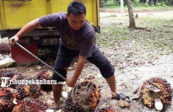 MIRIS! Harga TBS Kelapa Sawit di Rakit Kulim Rp 880 per Kilogram MIRIS! Harga TBS Kelapa Sawit di Rakit Kulim Rp 880 per Kilogram