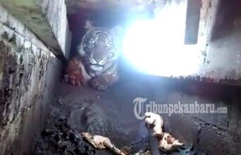 Harimau yang Terjebak di Ruko Berhasil Di Evakuasi Harimau yang Terjebak di Ruko Berhasil Di Evakuasi