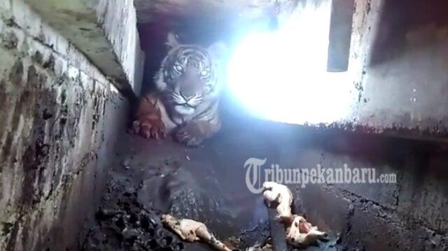 Harimau yang Terjebak di Ruko Berhasil Di Evakuasi Harimau yang Terjebak di Ruko Berhasil Di Evakuasi