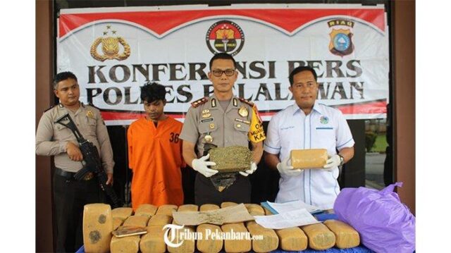 Polisi Tangkap Pemilik 30 Kg Ganja di Pelalawan, Efeknya Bisa Bikin Mabuk 30 Ribu Orang Polisi Tangkap Pemilik 30 Kg Ganja di Pelalawan, Efeknya Bisa Bikin Mabuk 30 Ribu Orang