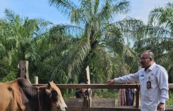 DLH Rohil Akan Sembelih 10 Ekor Lembu dan 1 Kambing Kurban Pada Hari Raya Idul Adha
