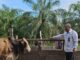 DLH Rohil Akan Sembelih 10 Ekor Lembu dan 1 Kambing Kurban Pada Hari Raya Idul Adha