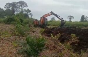 Pengusaha Babat Hutan di Sungai Pinang Kecamatan Kuba-Rohil Demi Kebun Sawit, APH Diminta Bertindak