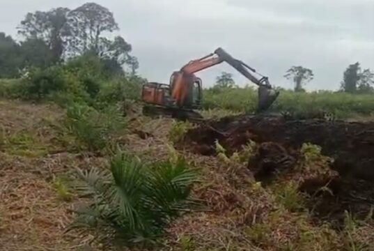 Pengusaha Babat Hutan di Sungai Pinang Kecamatan Kuba-Rohil Demi Kebun Sawit, APH Diminta Bertindak